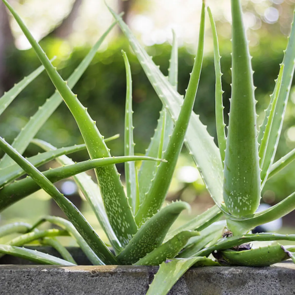 8 plantes Feng Shui qui attirent les énergies positives