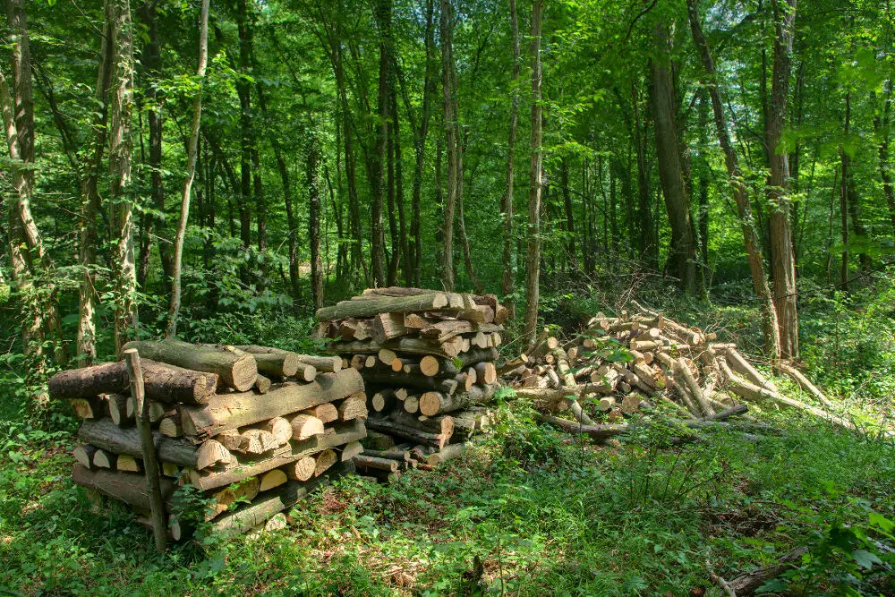 Bois de chauffage gratuit : où en trouver ? 6 conseils