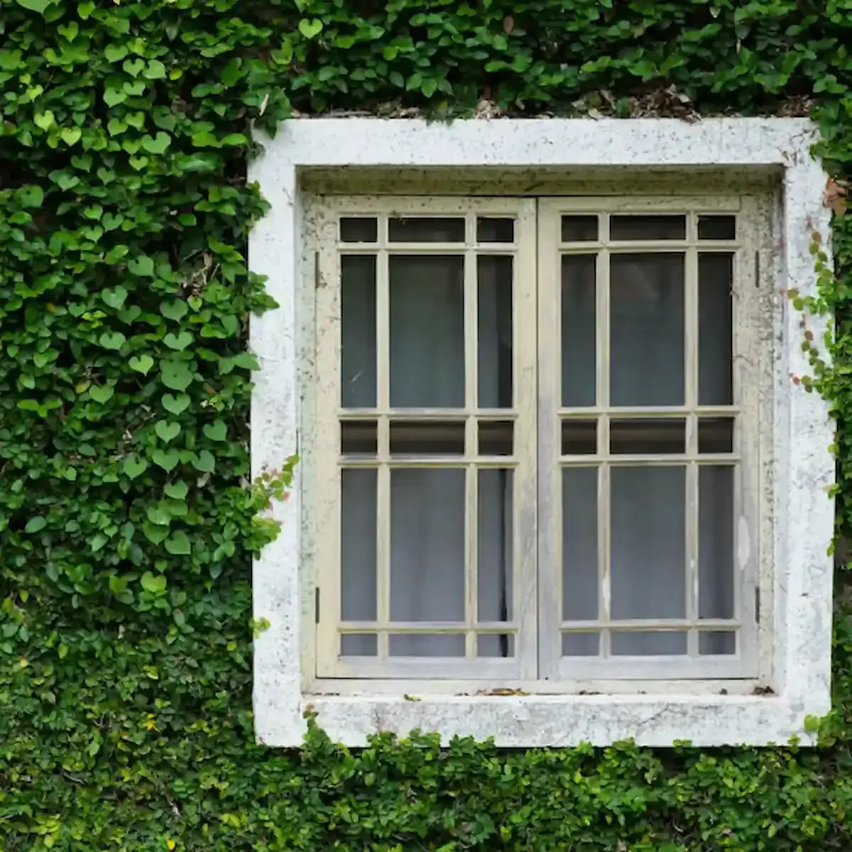 Façade végétale : quels sont les risques et les solutions ?