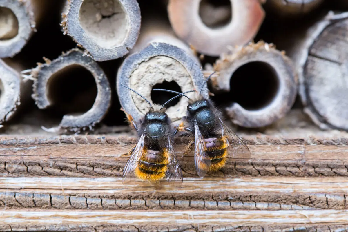 Intrusion abeilles dans encadrement fenêtre PVC : que faire ?