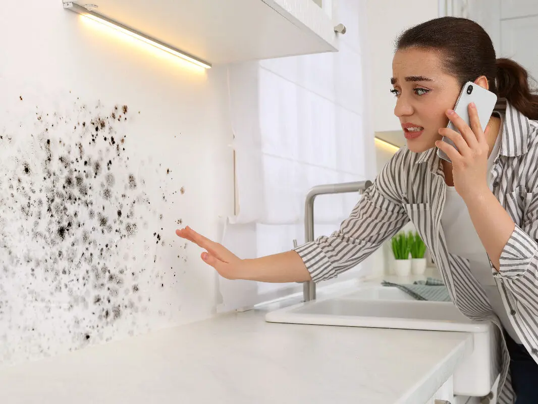 💧Moisissure dans un appartement : que dit la loi ?