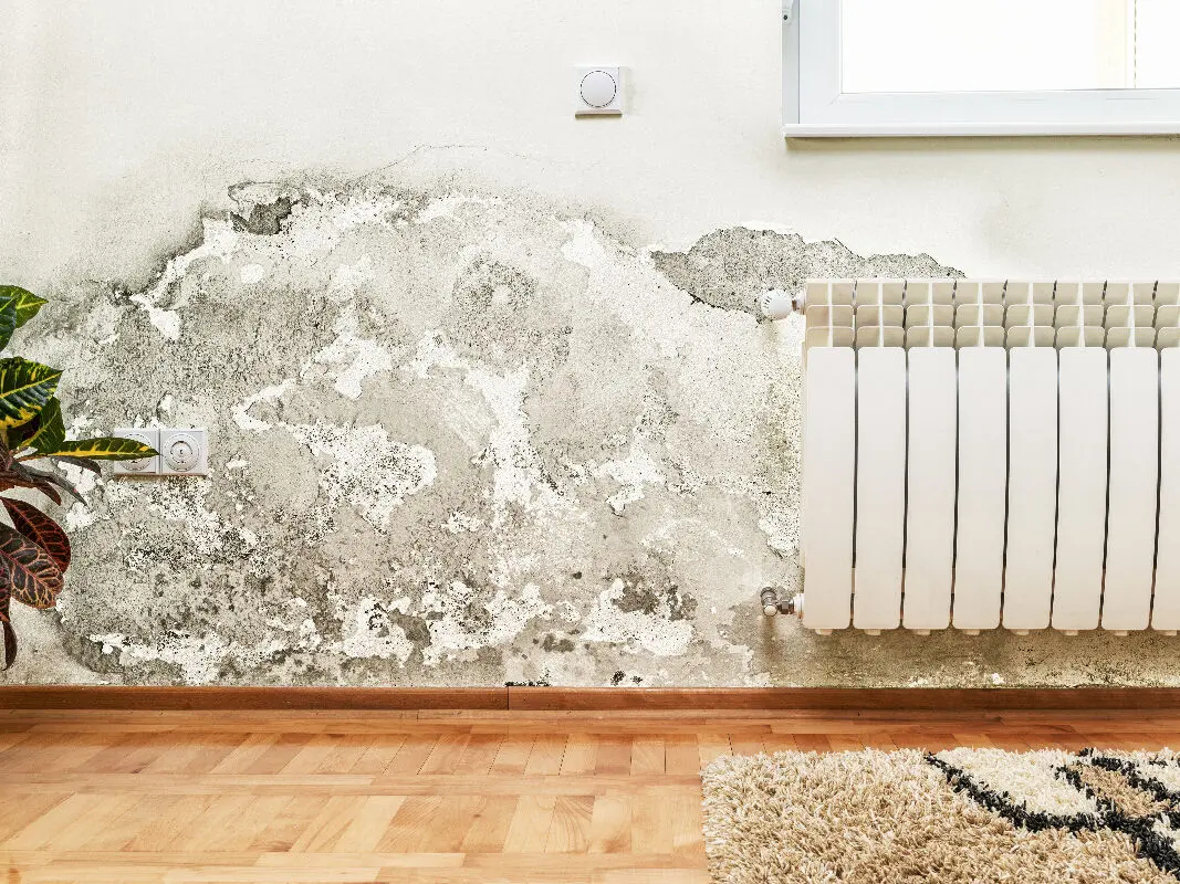 💧 Comment assainir un mur humide ? Causes & solutions efficaces