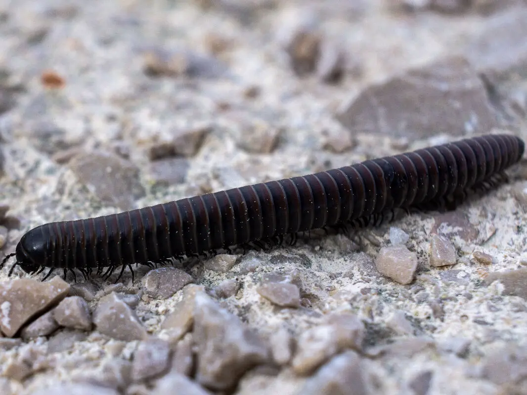 Vers noirs d’humidité : tous nos conseils pour s’en débarrasser