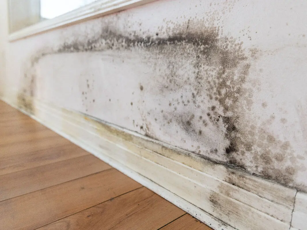 Infiltration d’eau par le sol : causes, signes et solutions pour agir vite