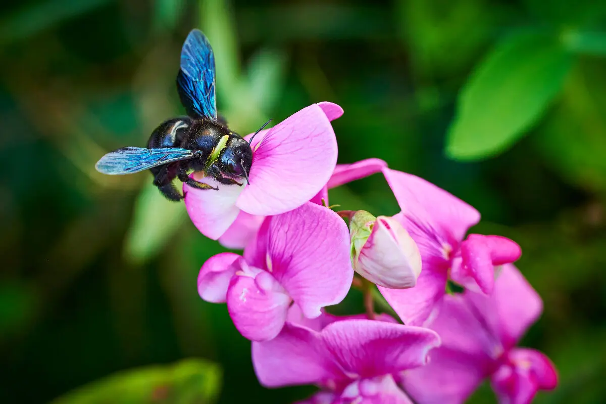 Abeille bleue : tout savoir sur l'abeille charpentière