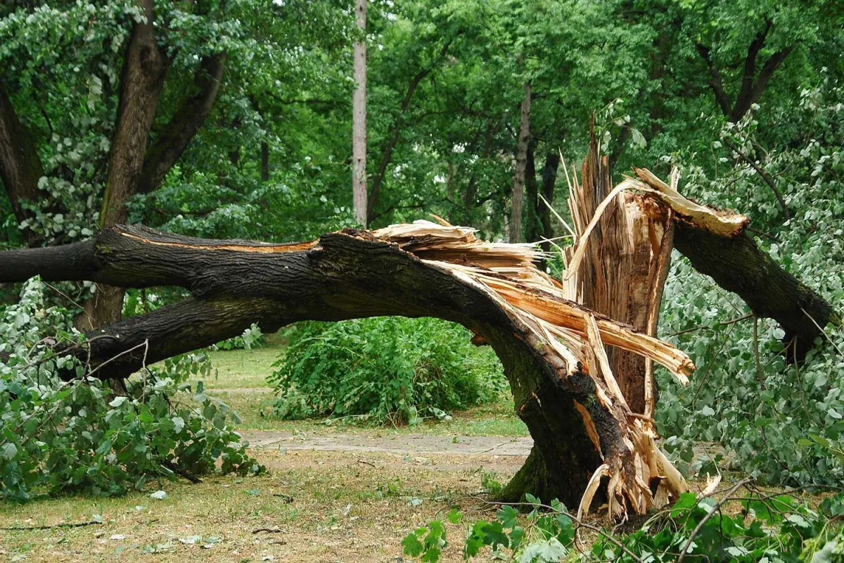 11 arbres et arbustes qui résistent bien face aux tempêtes