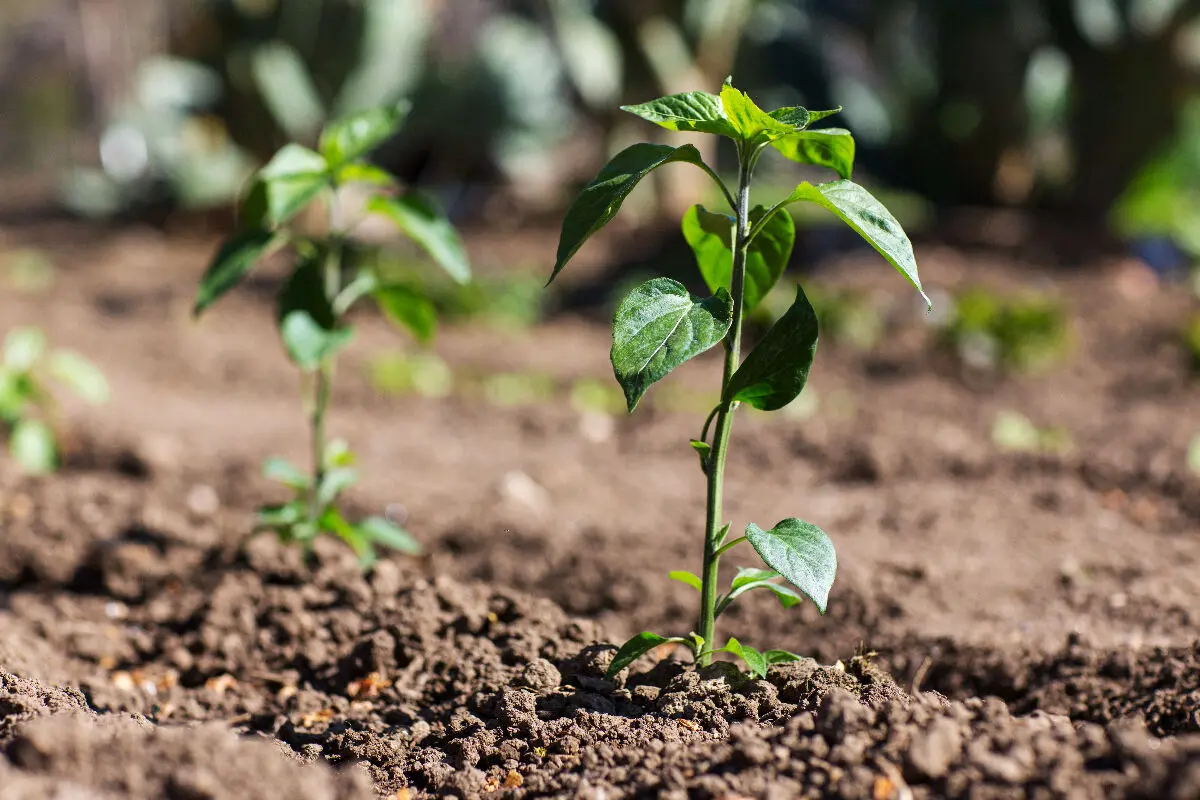 Sol humide et argileux : 55 arbres et plantes qui s'y plaisent