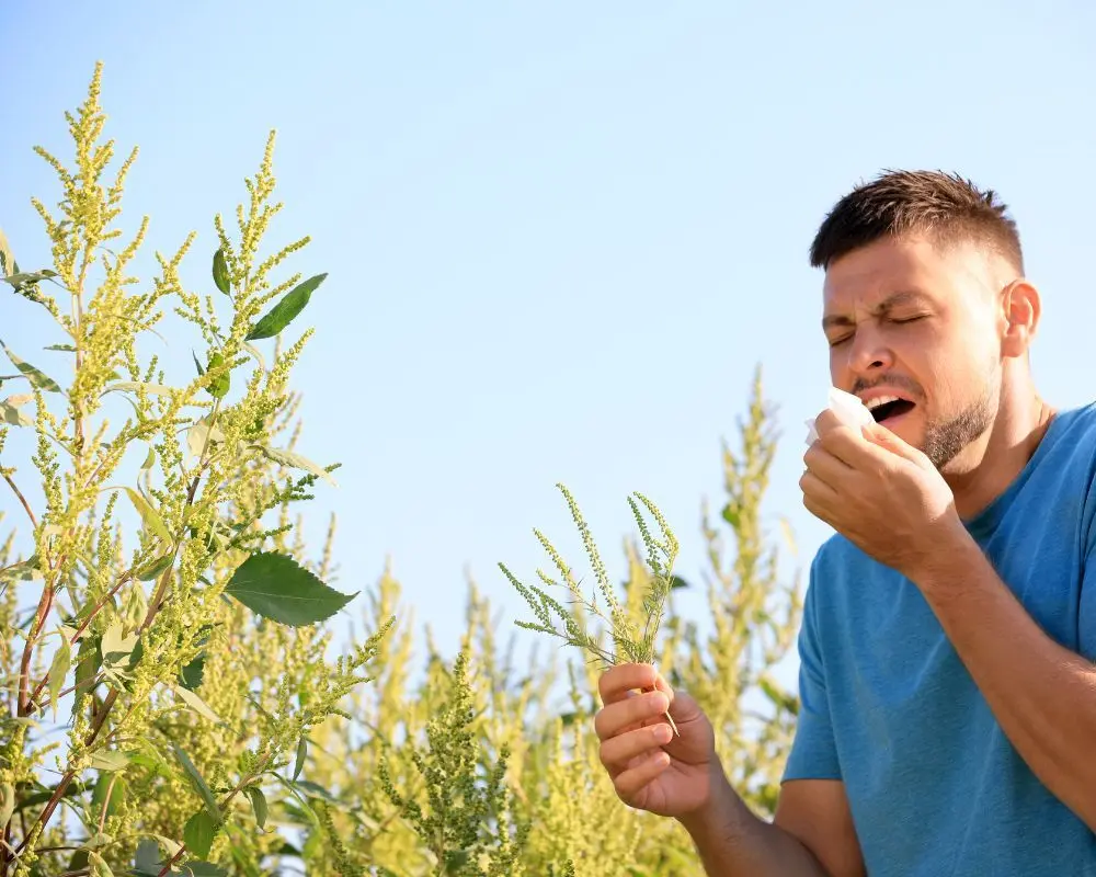 Comment reconnaître l'ambroisie et l'éradiquer de son jardin ?