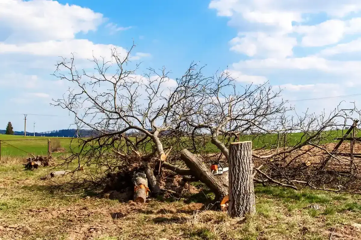 Abattage d’arbre 🪓 : prix, autorisations, ce que dit la loi