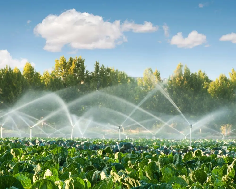 Irrigation par aspersion : atouts & limites de cet arrosage