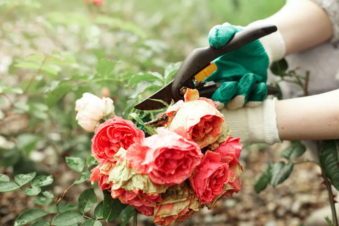 Comment tailler les rosiers en automne ? La bonne technique