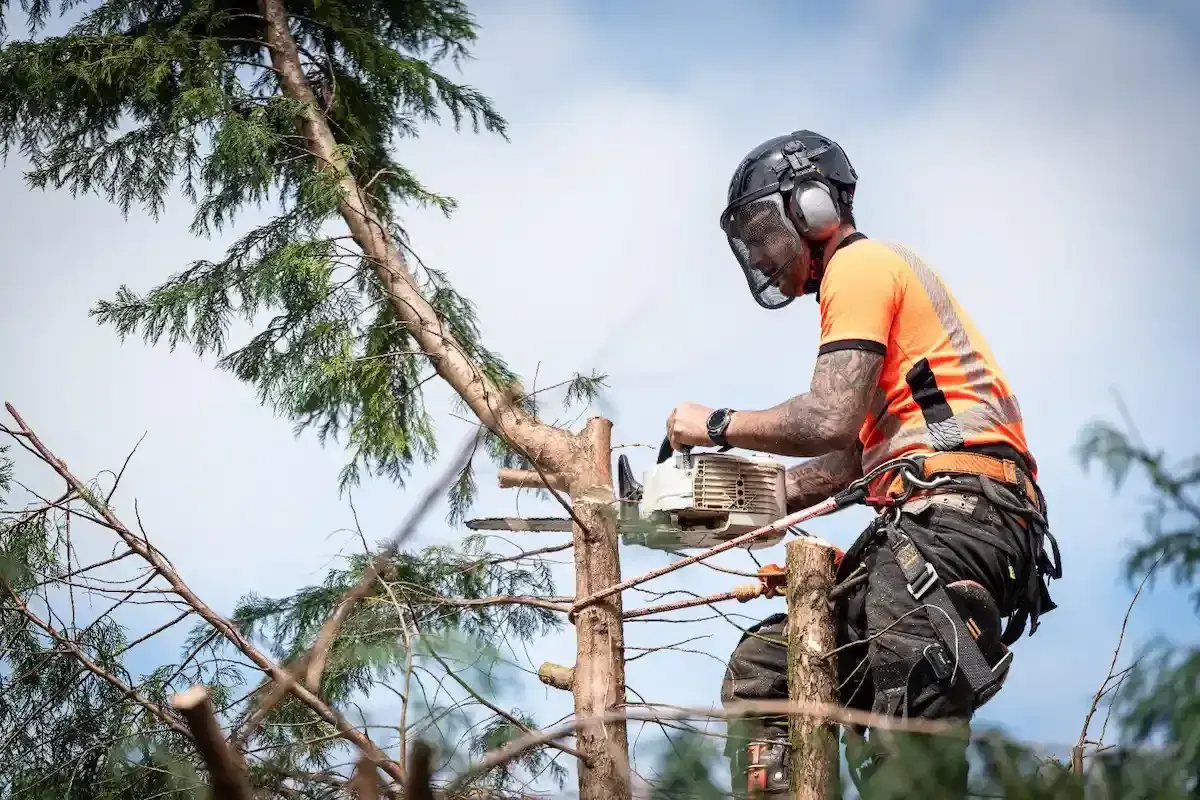 Prix élagage 🌳 : quel budget prévoir pour vos arbres ?