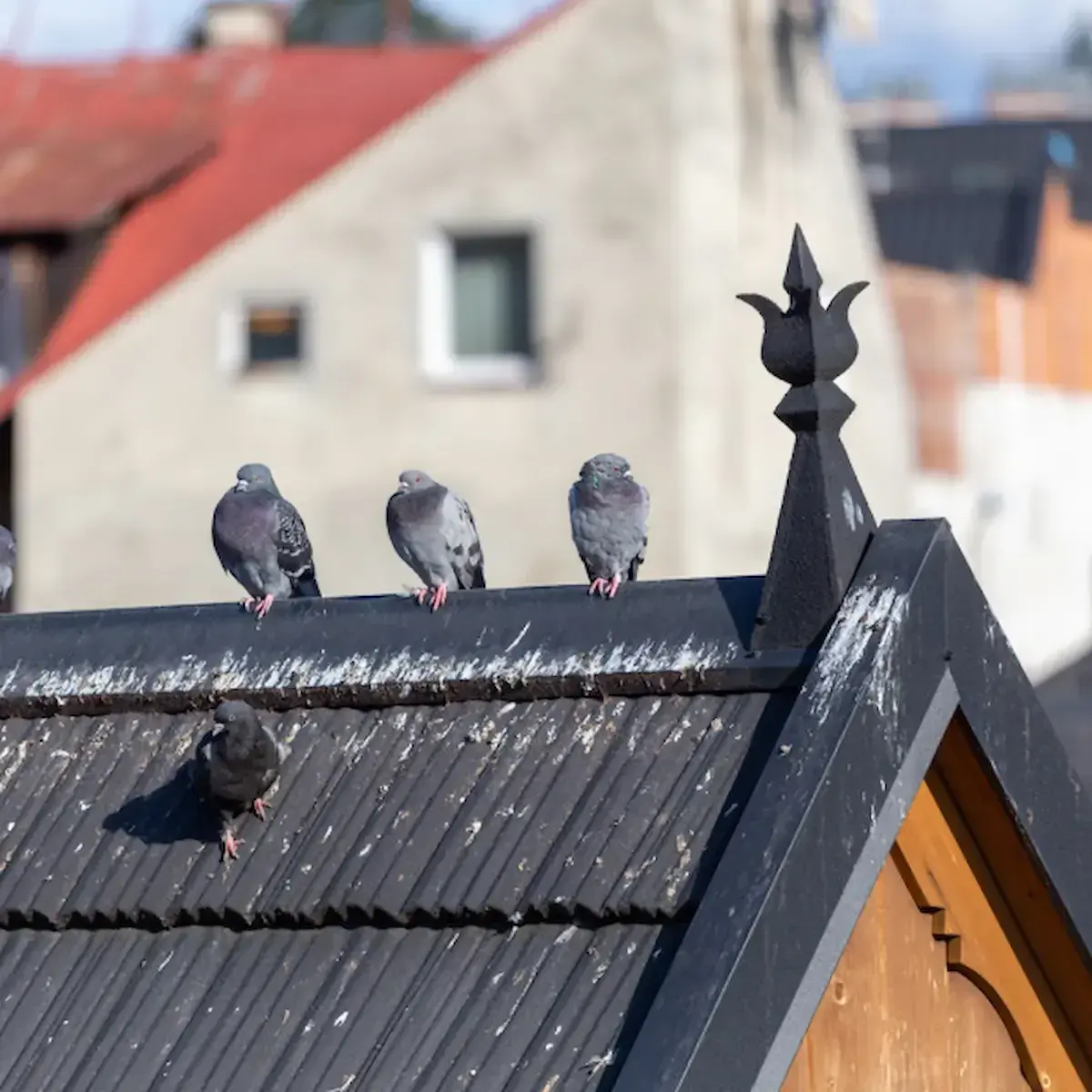 Répulsifs oiseaux 🐦 & comment faire fuir les pigeons ?