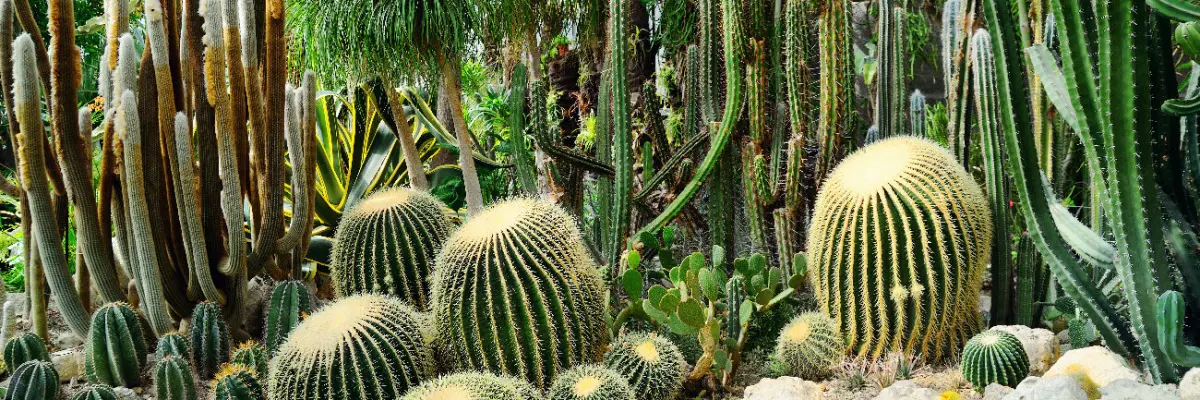 Jardin sans arrosage : 24 plantes qui poussent sans eau