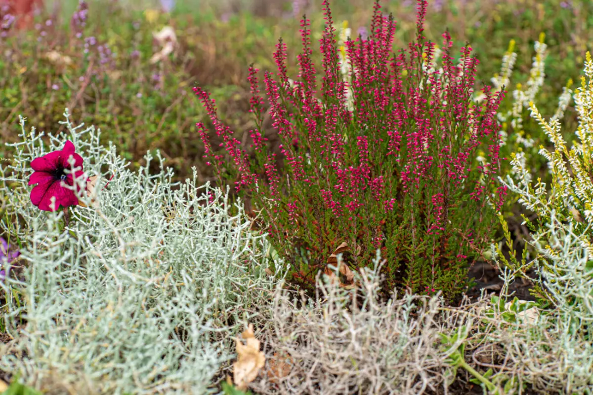 Massif sans entretien : 9 plantes qui poussent presque toutes seules