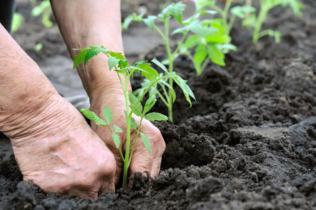Quand et comment planter des tomates ? Conseils et période