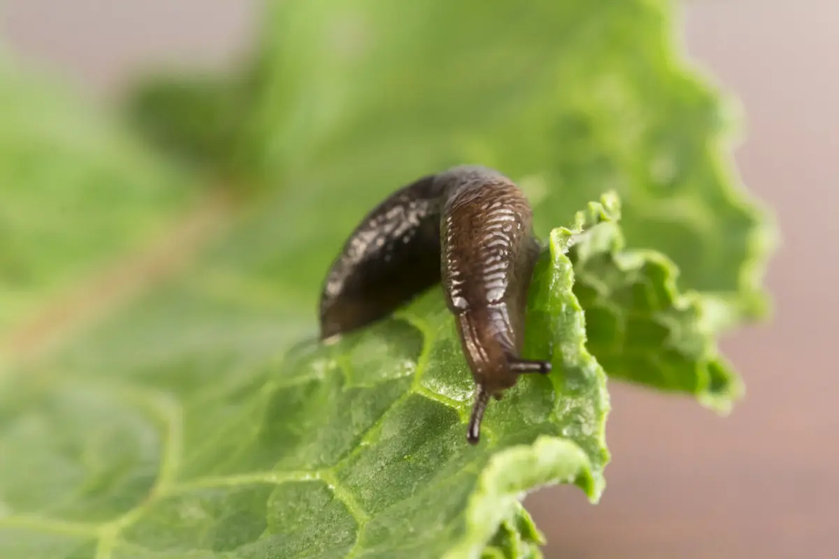 Limaces : 14 solutions naturelles pour les éloigner du potager
