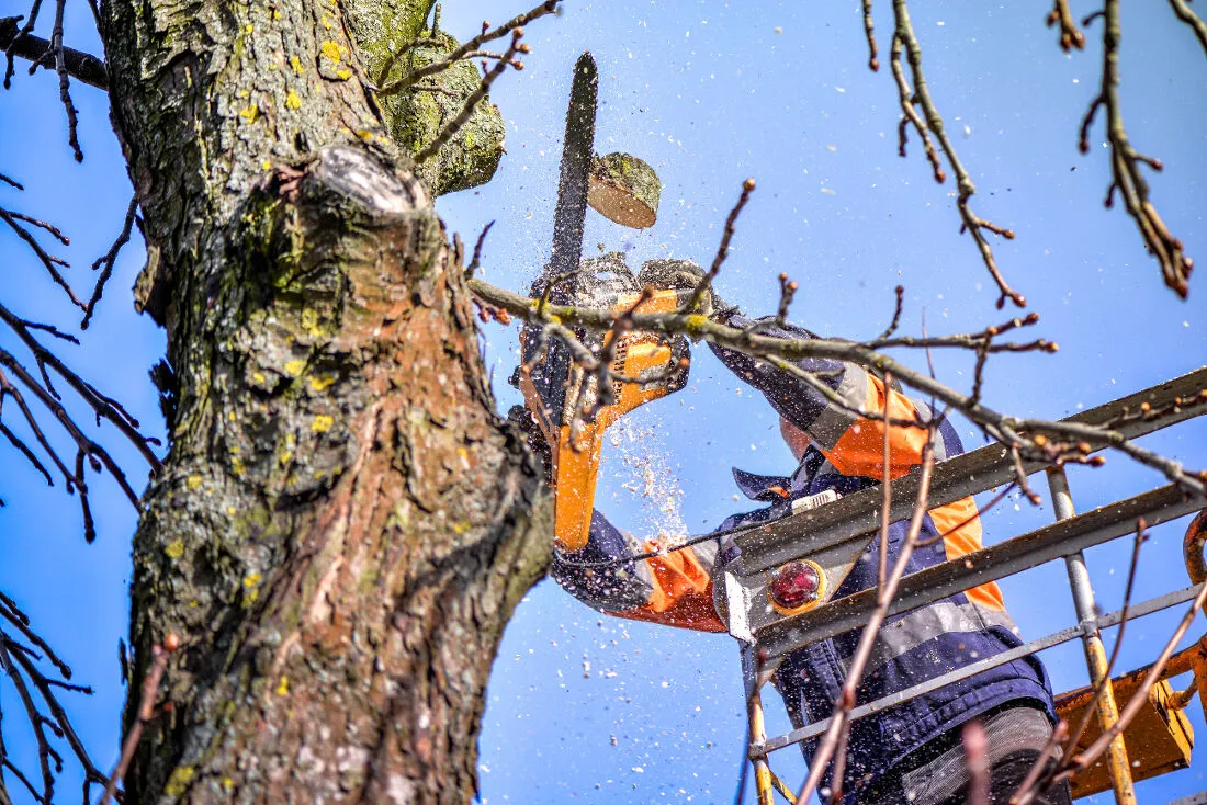 Taux de TVA pour l’élagage des arbres : 20 % ou 10 % ?