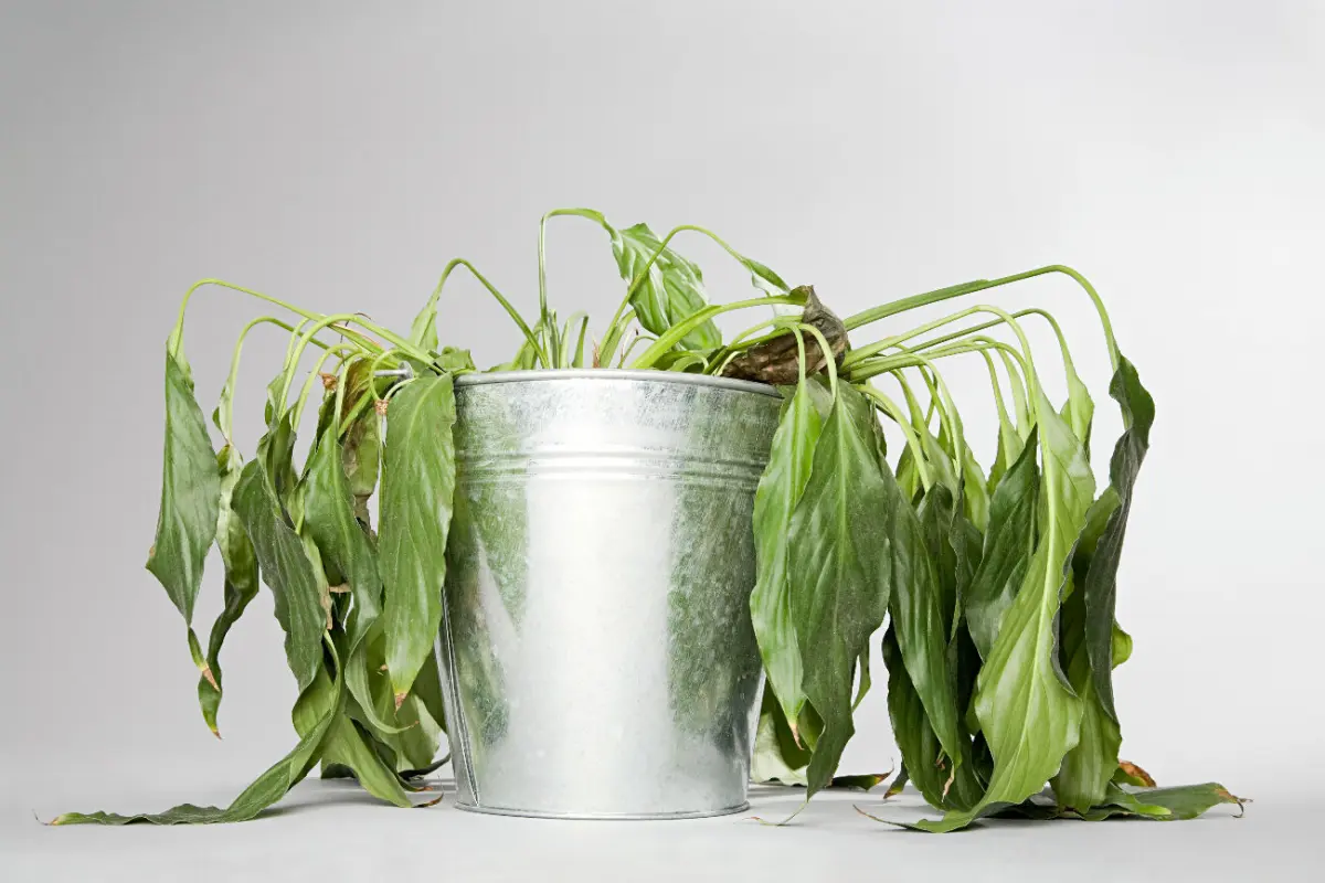 Plante morte : 8 astuces imparables pour la faire revivre