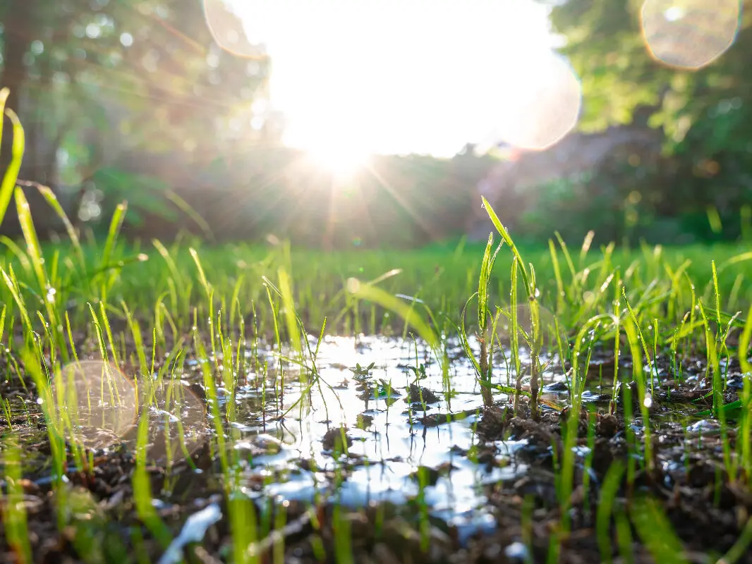 Fortes pluies après des semis de gazon : que faire ?