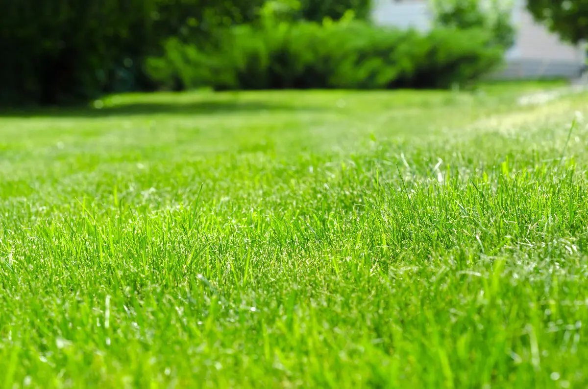 Mon gazon ne pousse pas : comment avoir la main + verte ?