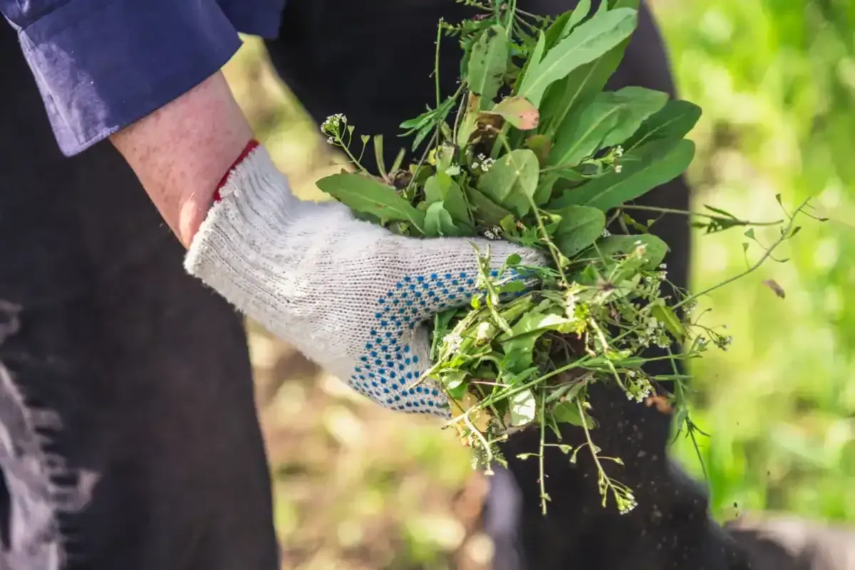 5 recettes de grand-mère pour tuer les mauvaises herbes​ 🌱