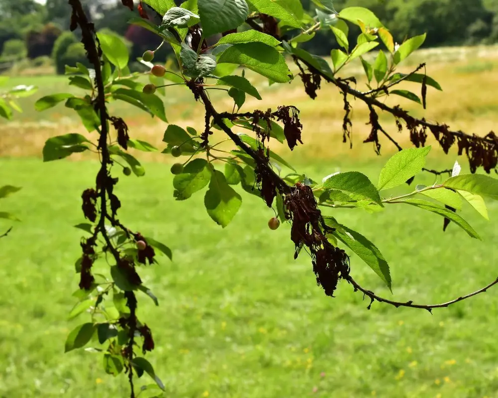 Maladies du cerisier & solutions pour soigner votre arbre