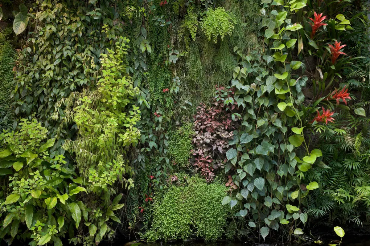 Mur végétal extérieur sur grillage : 5 plantes grimpantes