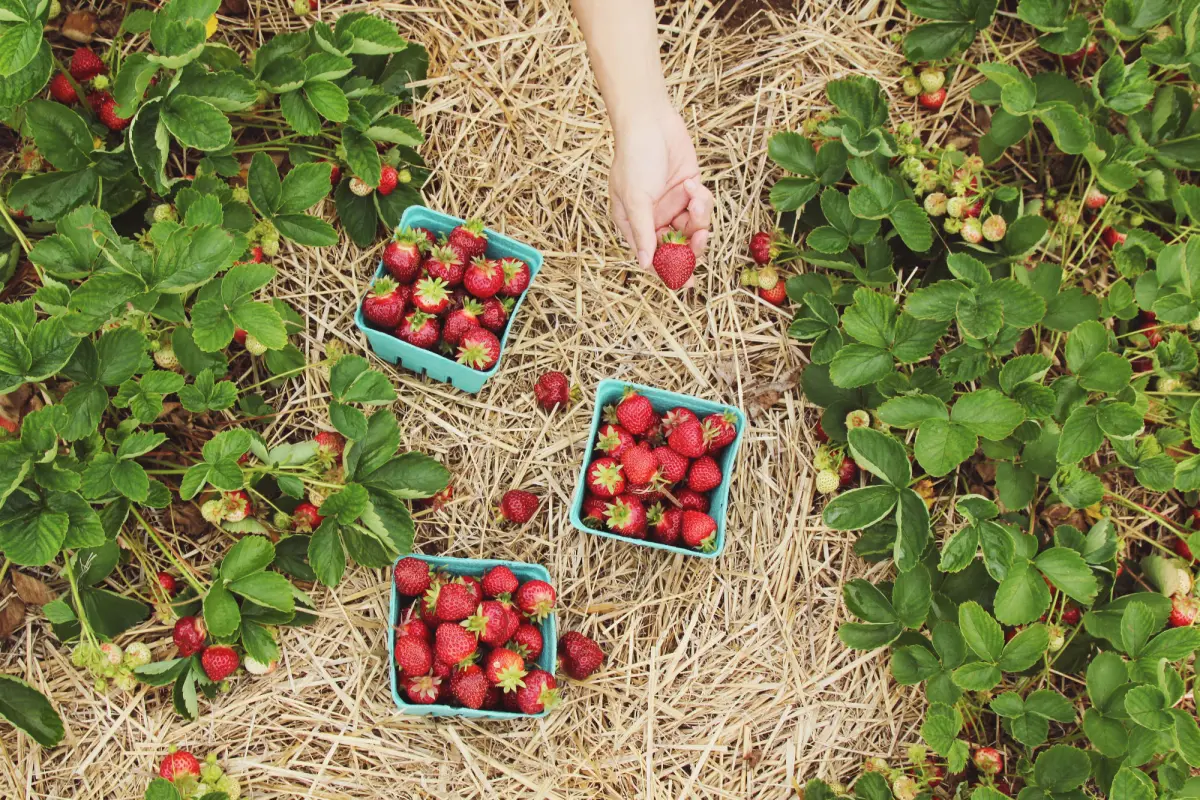 Quand et comment planter un fraisier ? Exposition, engrais...