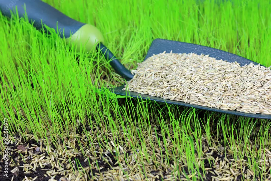 Quand planter du gazon ?  🌱  Le calendrier idéal pour une pelouse parfaite