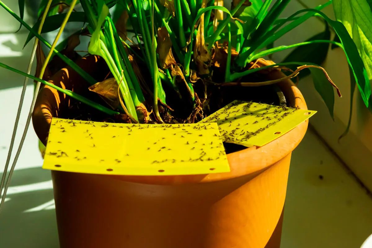 10 remèdes de grand-mère contre les moucherons dans les plantes​