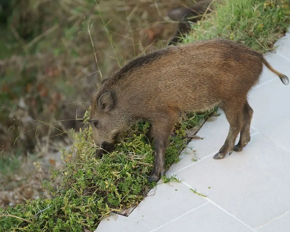 🐗 Faire fuir les sangliers : les méthodes les plus efficaces
