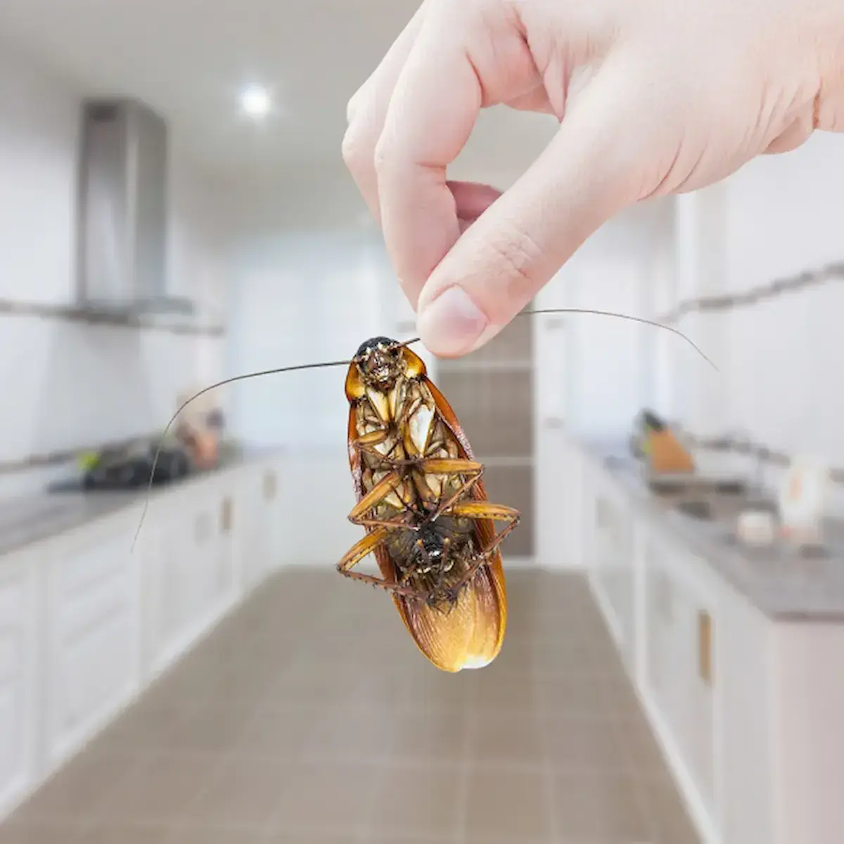 🪳 Blattes / Cafards dans la maison : comment s'en débarrasser ?