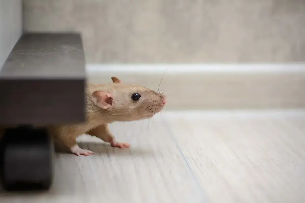 Souris dans la maison : comment les chasser à tout jamais ?