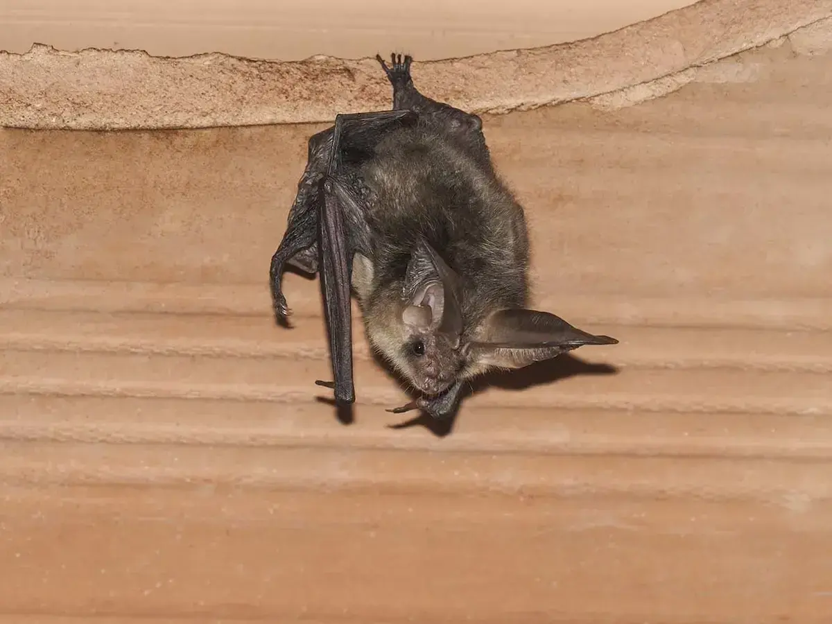 J'ai des chauves-souris dans ma maison ! Comment bien réagir ?