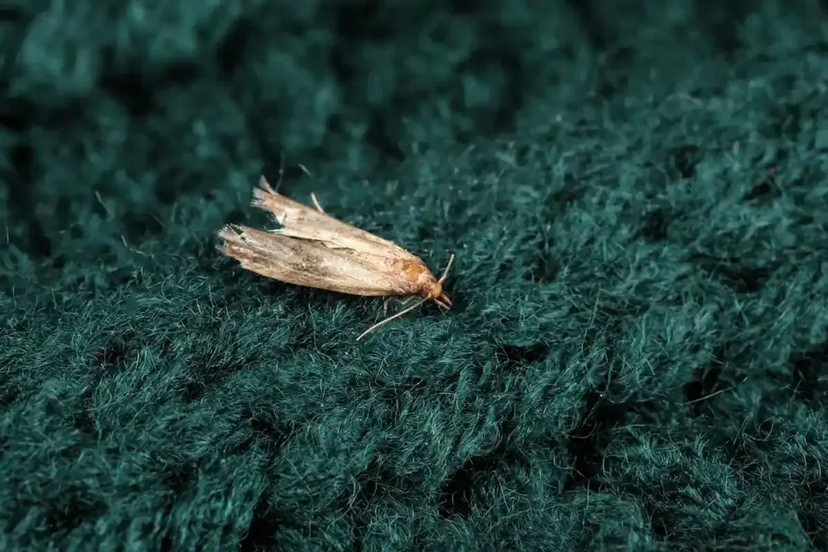 Mites dans la maison : 12 astuces pour les éradiquer