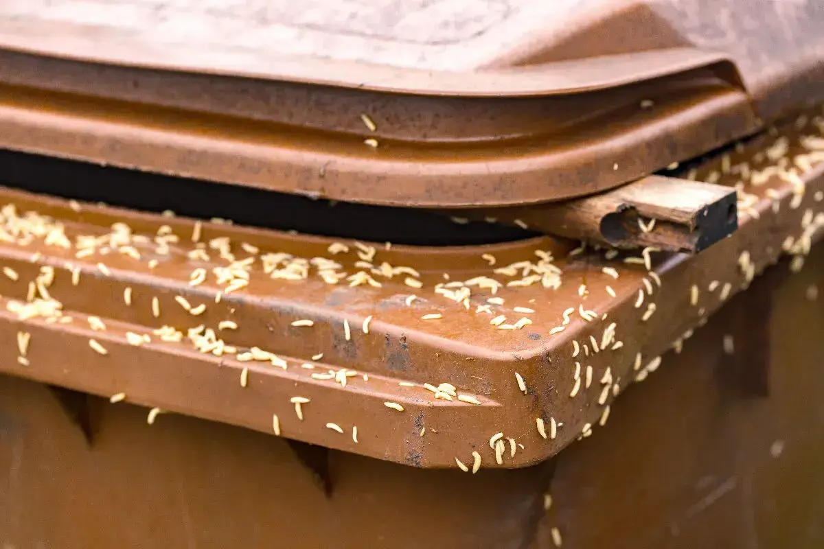 7 conseils pour éloigner et tuer les asticots dans les poubelles