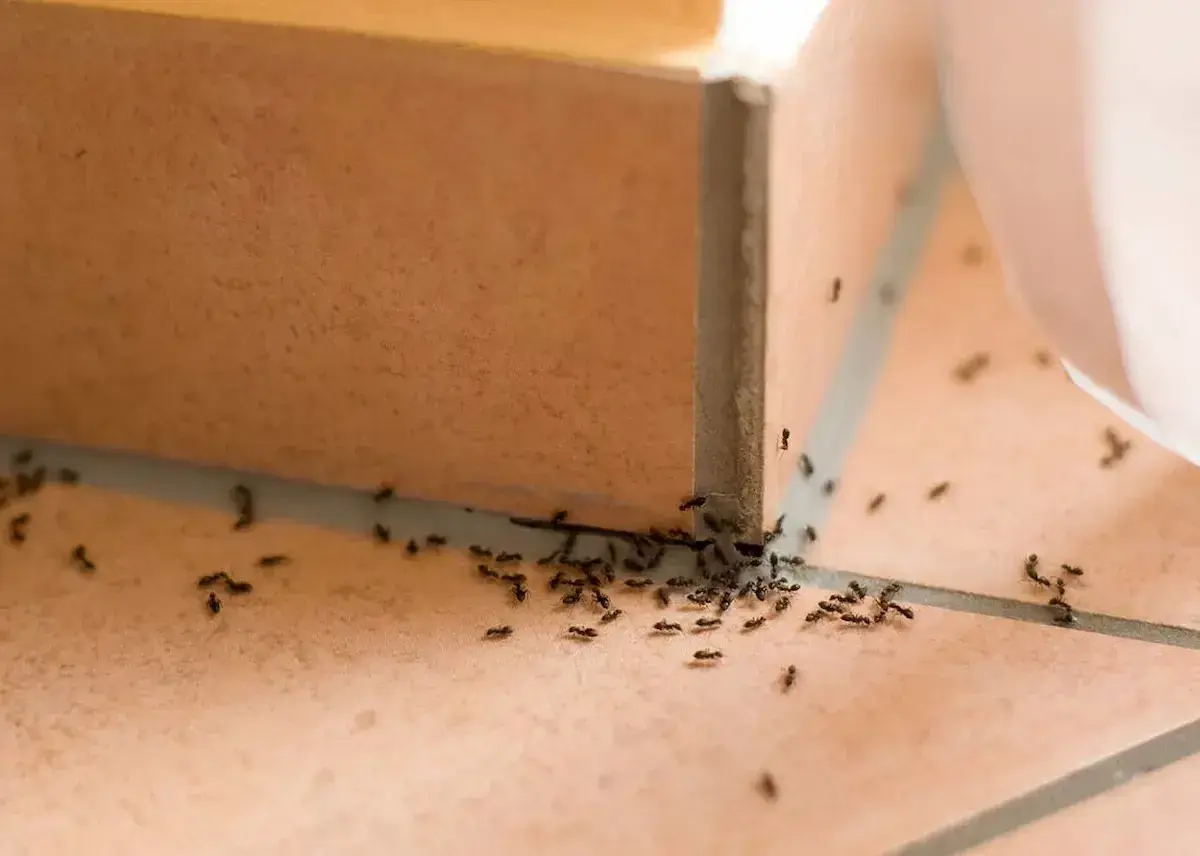 Fourmis dans la maison, que faire ? 15 moyens de les éloigner