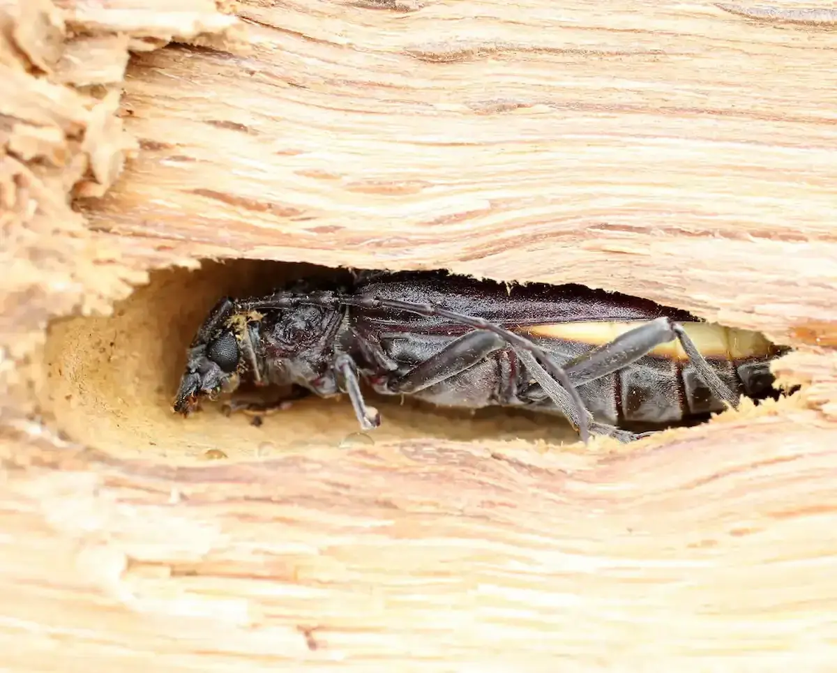 4 insectes qui se logent dans le bois de chauffage