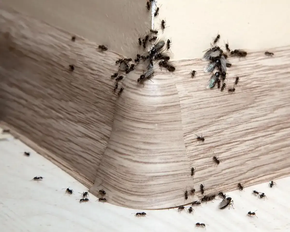 Insectes qui sortent des plinthes dans la maison : liste & photos