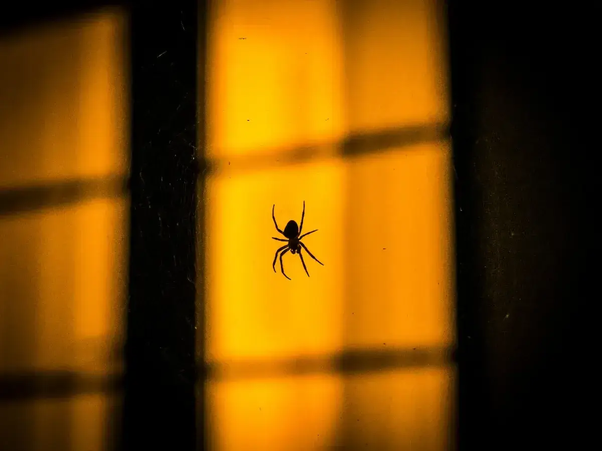 Pourquoi j'ai des araignées chez moi & comment les faire fuir ?