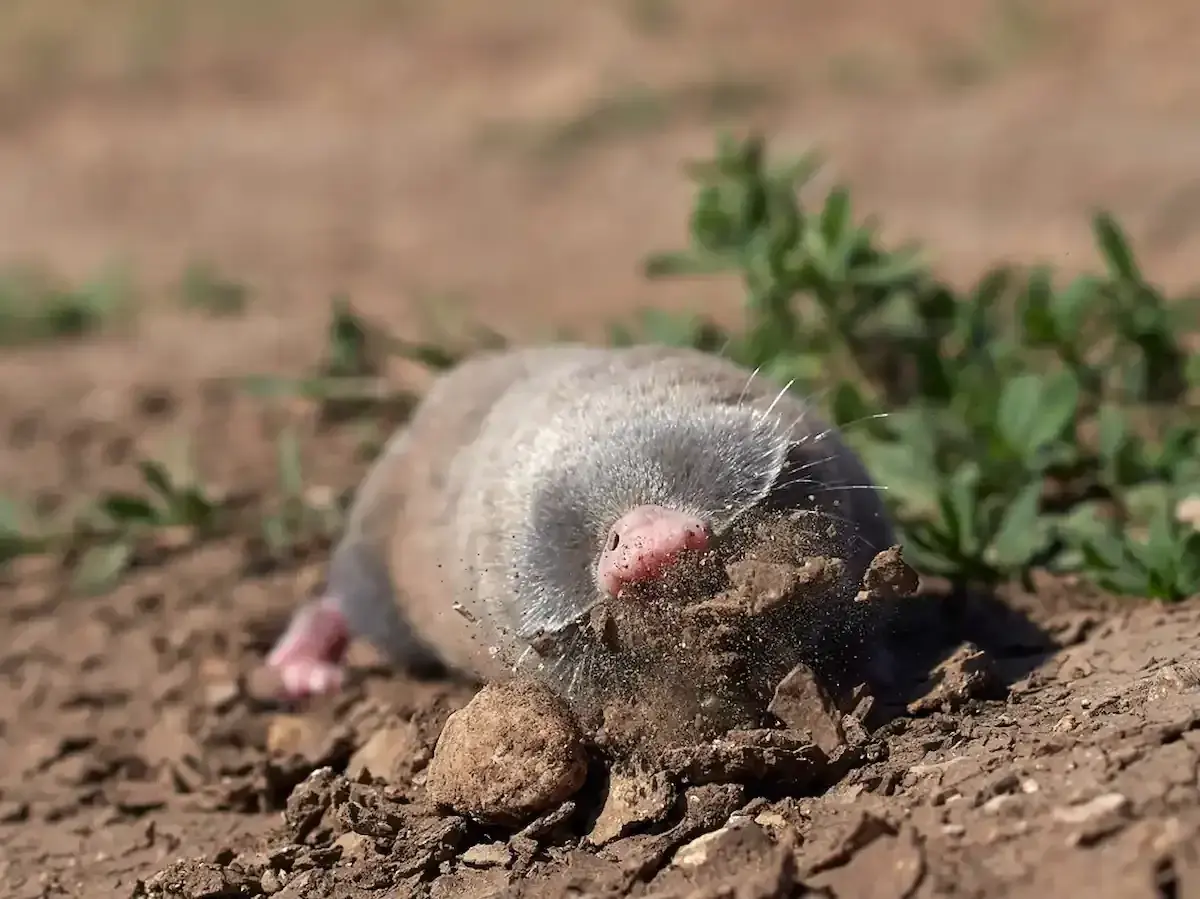 Rat taupier : comment s'en débarrasser ?