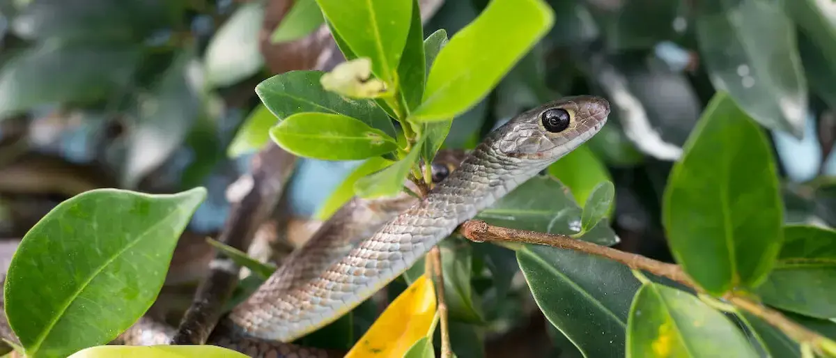 Serpents dans le jardin : 4 répulsifs pour les éloigner