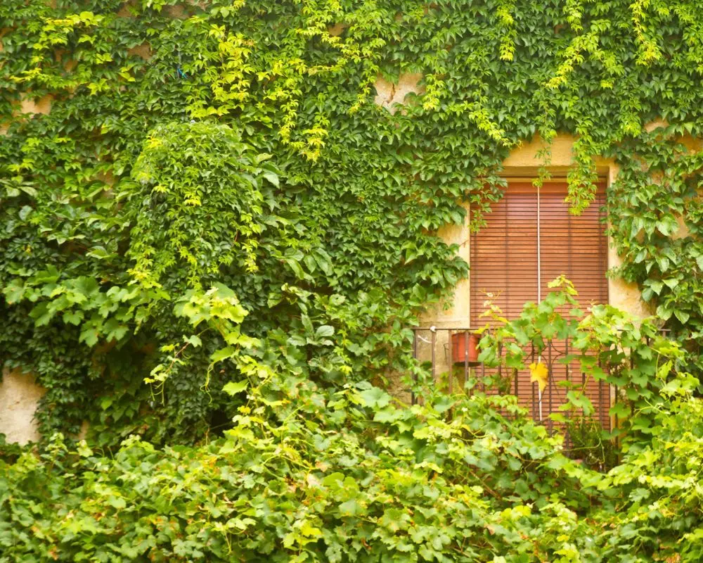 Comment cacher un vilain mur extérieur ?