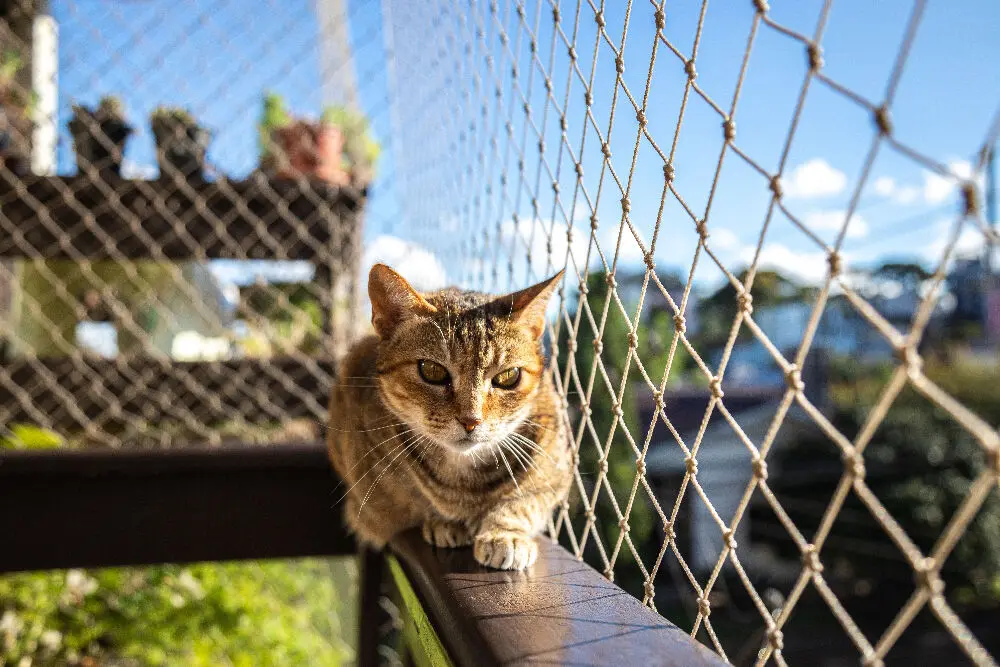 Comment installer un filet sur le balcon pour le chat ?